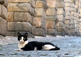 Un gato descansa junto a los pilares del Acueducto.