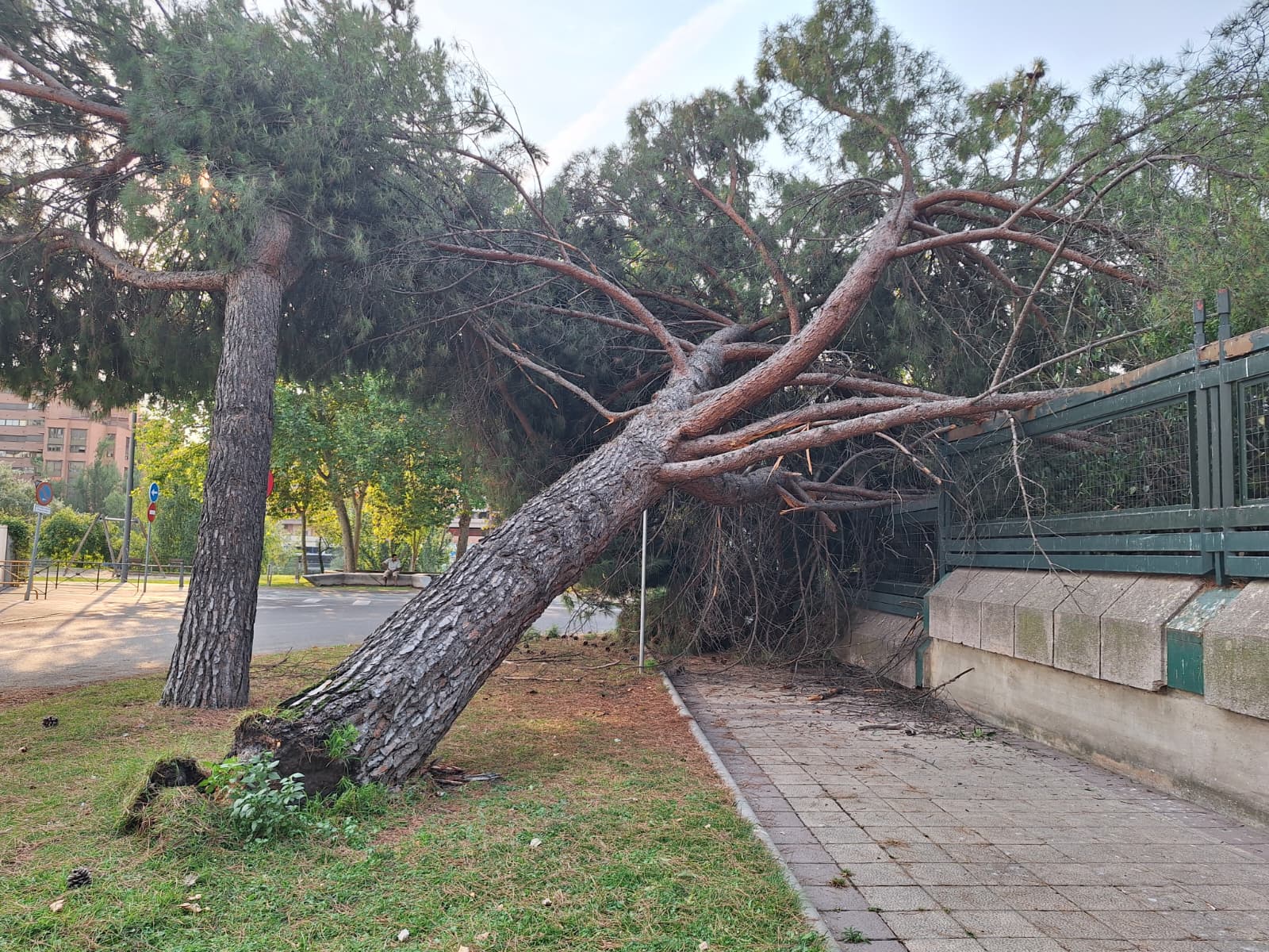 Árbol caído en la calle Francisco Scrimieri sobre el vallado de la Subdelegación del Gobierno en Valladolid.