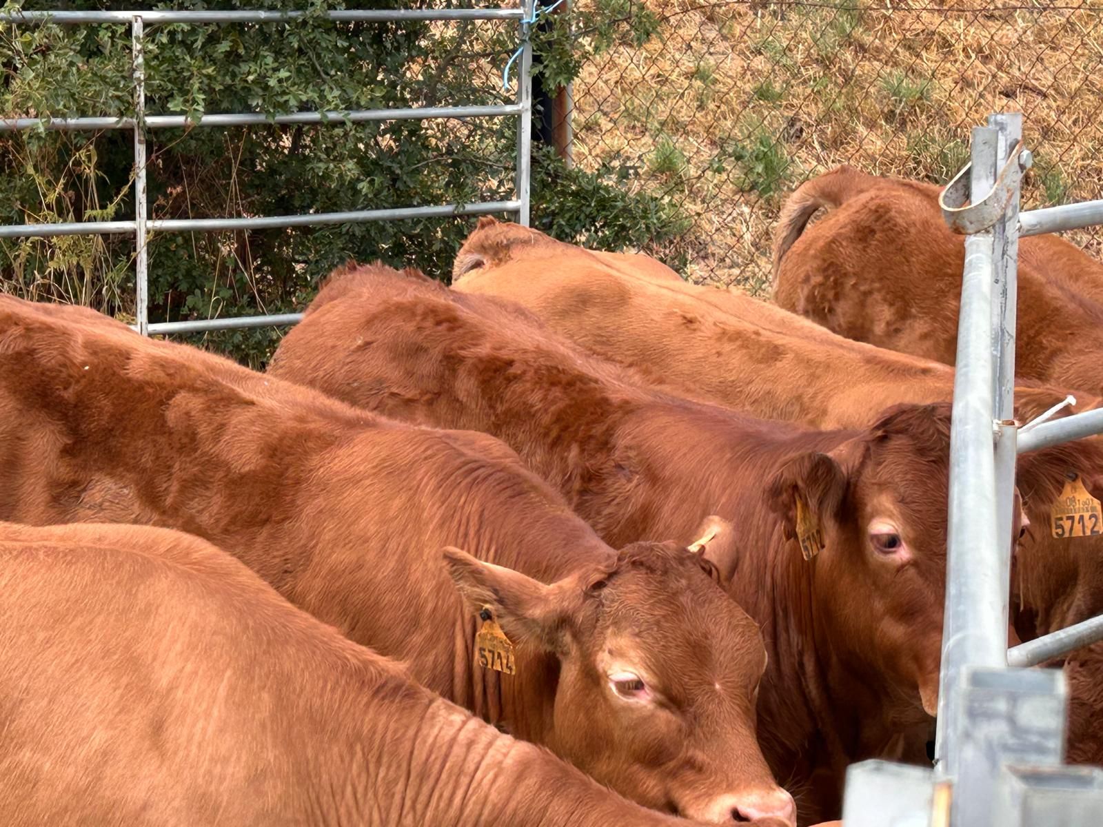 Animada feria de ganado vacuno en La Pernía