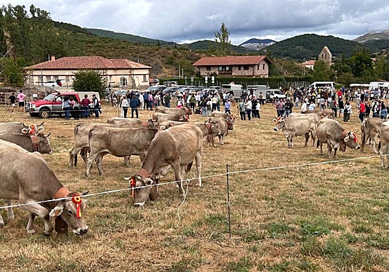 Animada feria de ganado vacuno en La Pernía