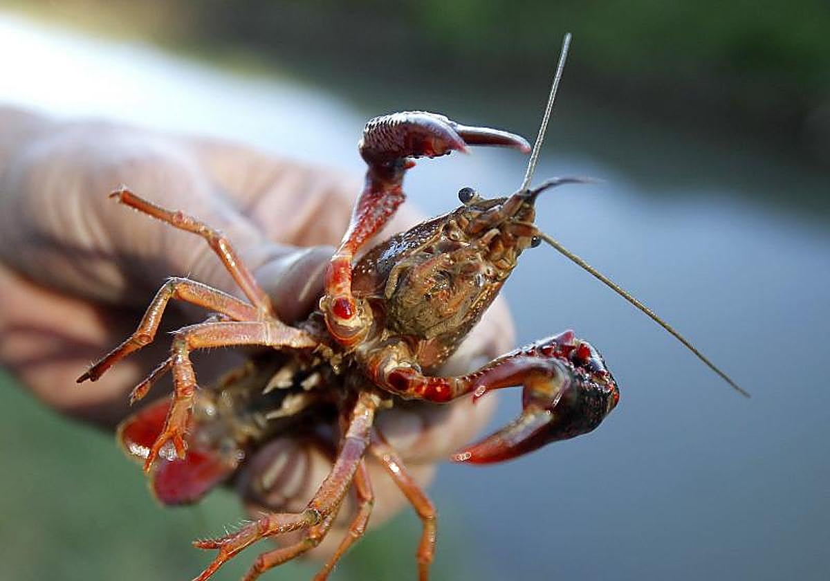 Un ejemplar del invasor cangrejo rojo americano.