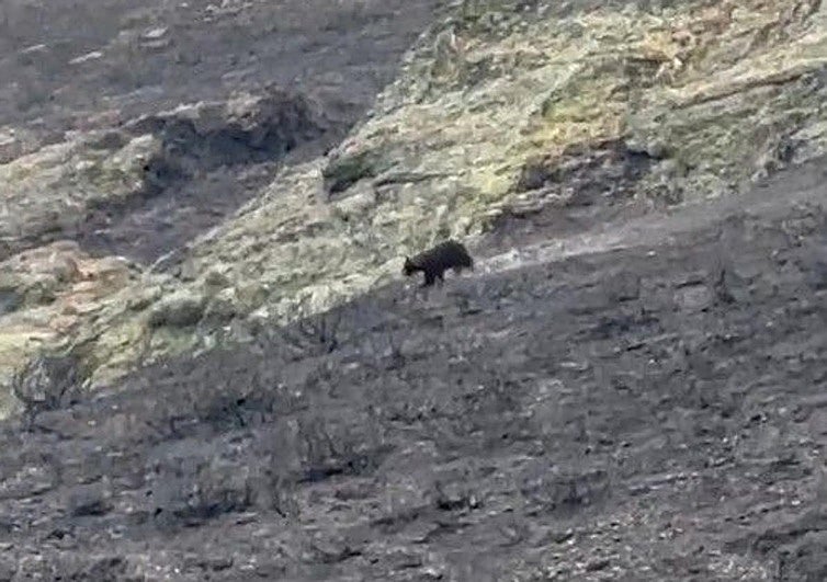 El oso corre por la Montaña Palentina.