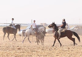 Encierro campero de Ciguñuela.