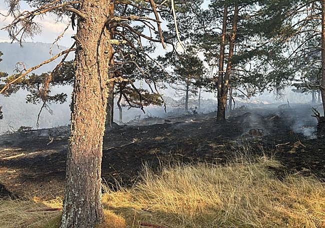 Zona de pinar afectada por el fuego en la sierra de Guadarrama.