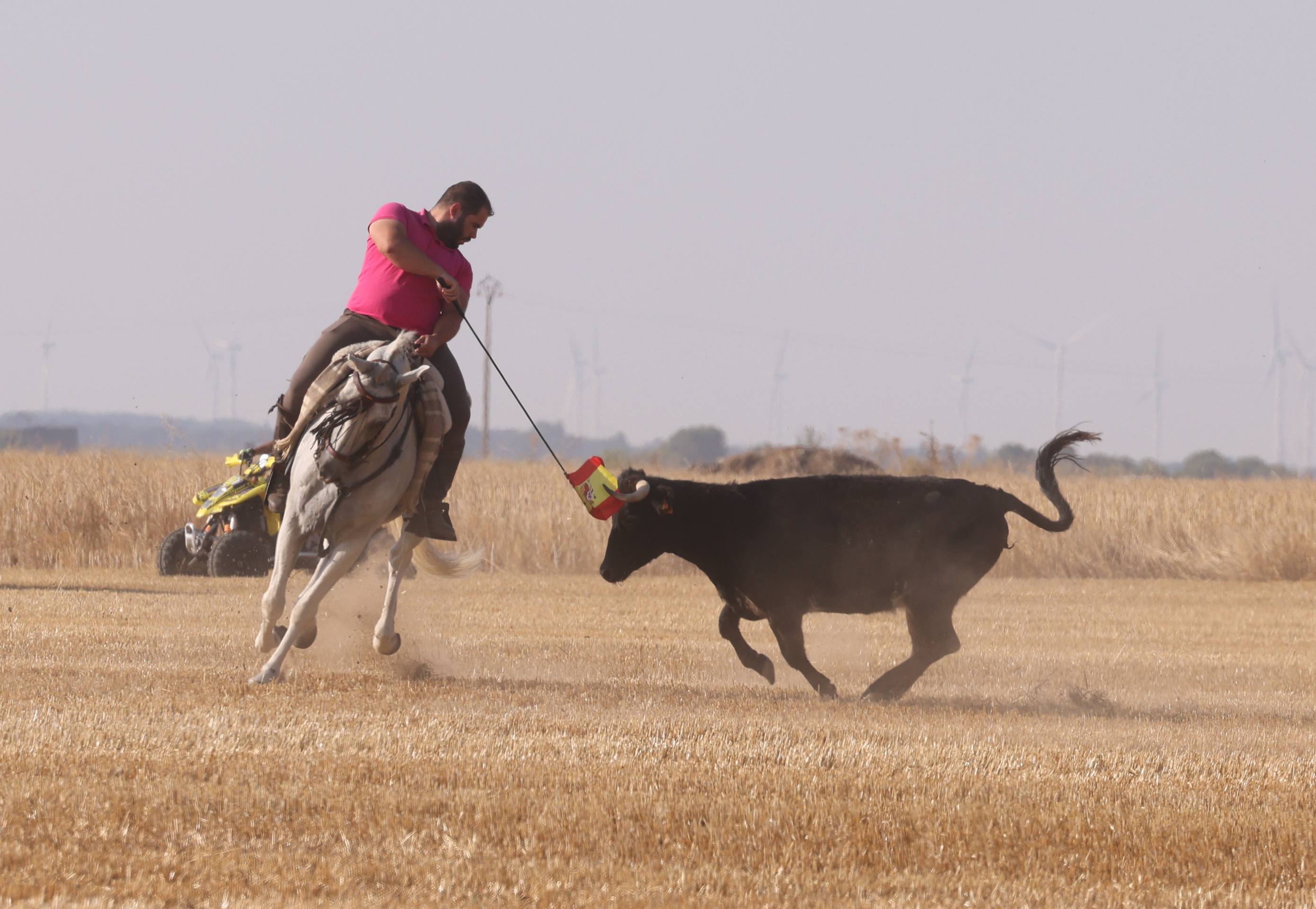 Las imágenes del encierro campero de Ciguñuela