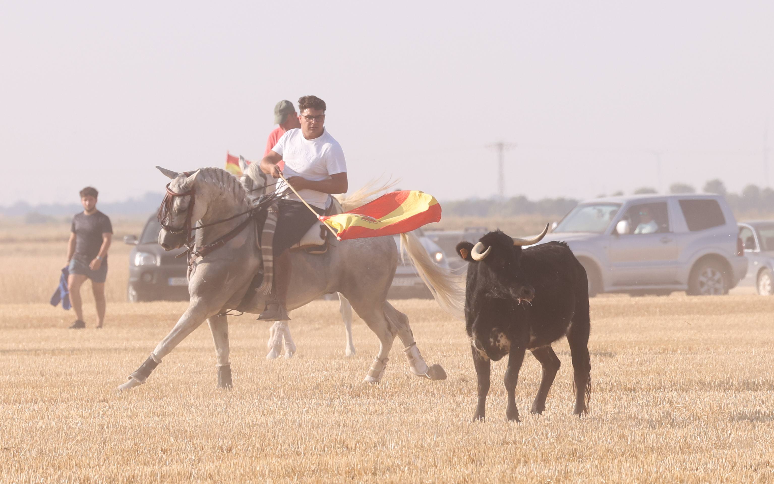 Las imágenes del encierro campero de Ciguñuela