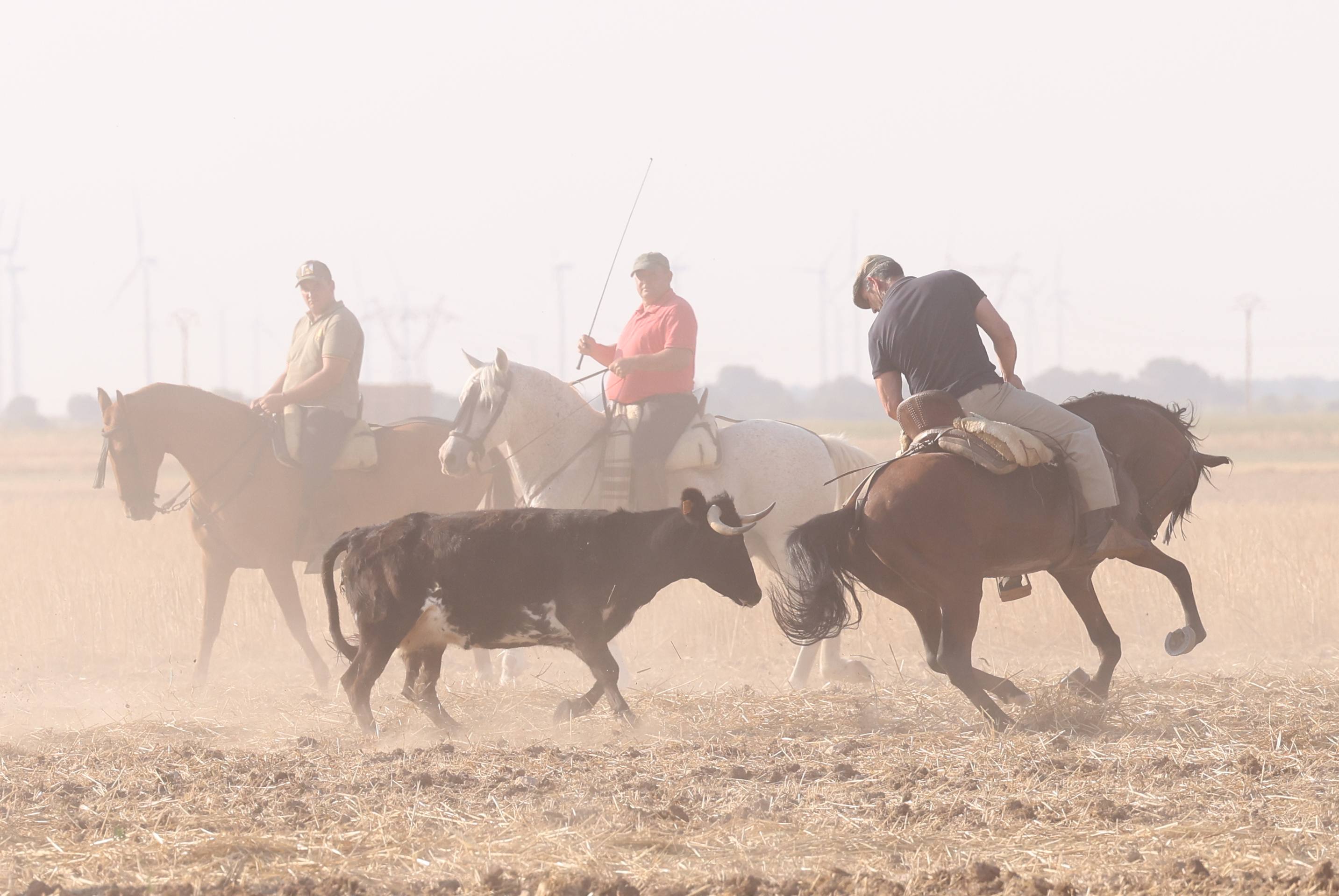 Las imágenes del encierro campero de Ciguñuela