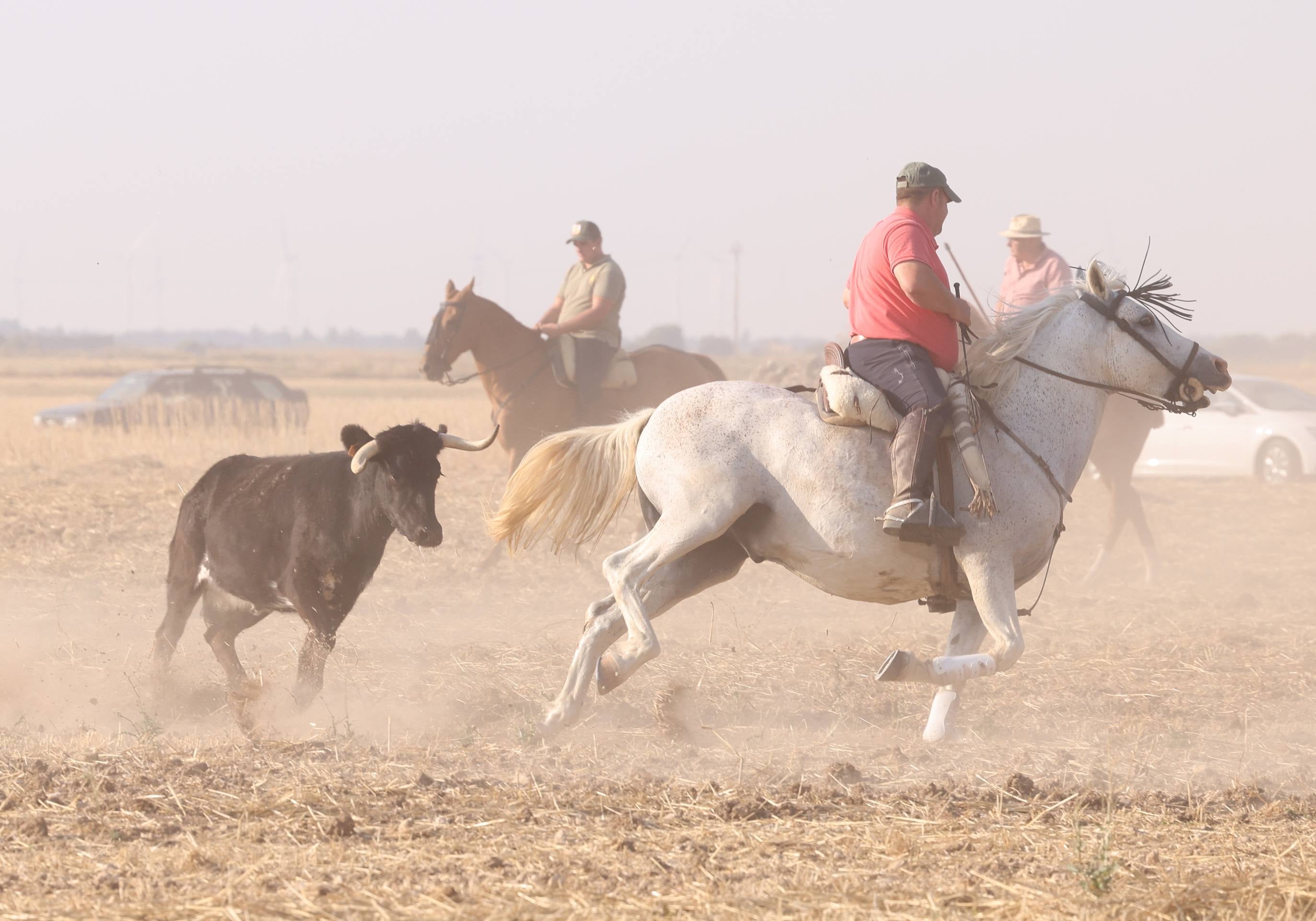 Las imágenes del encierro campero de Ciguñuela