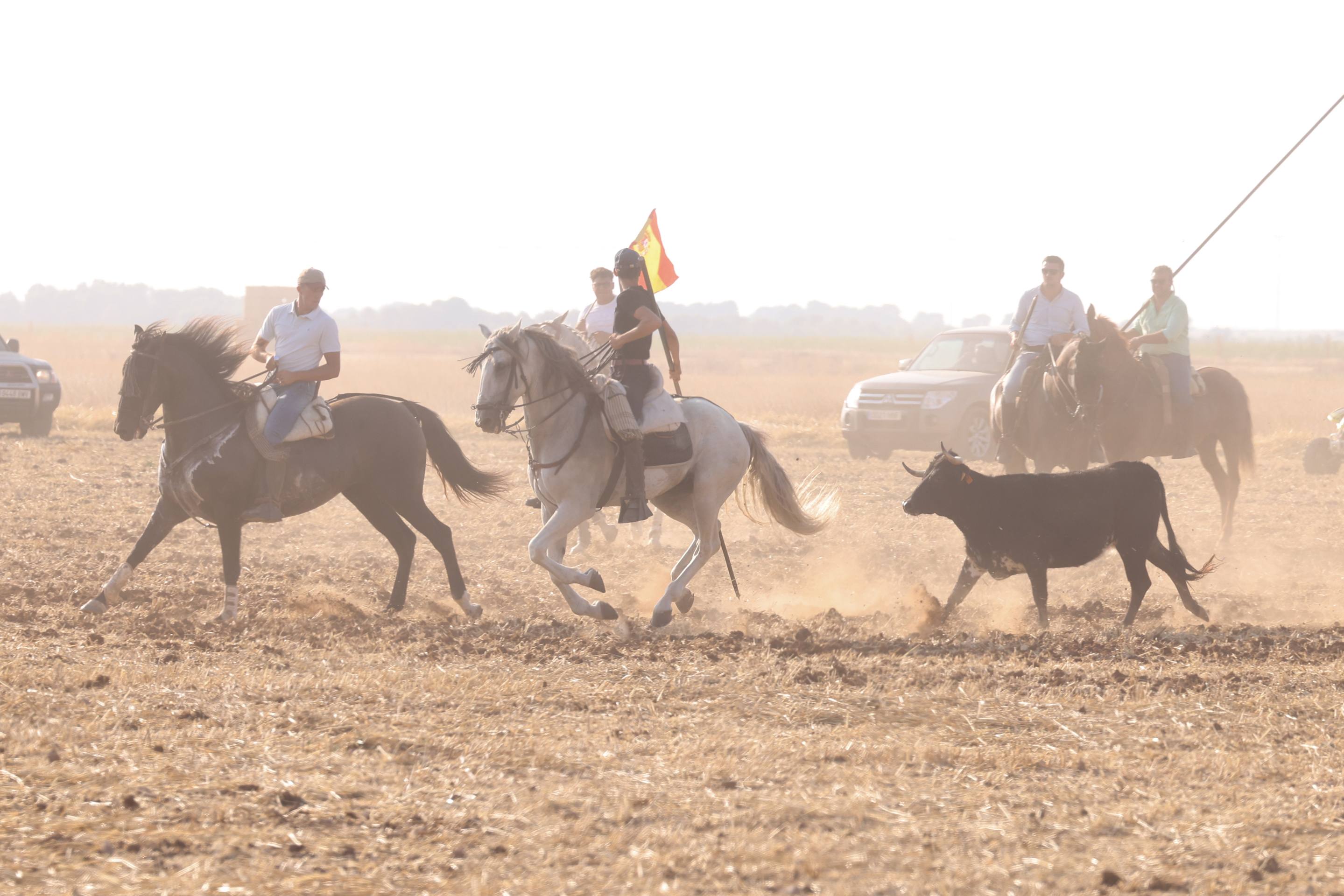 Las imágenes del encierro campero de Ciguñuela