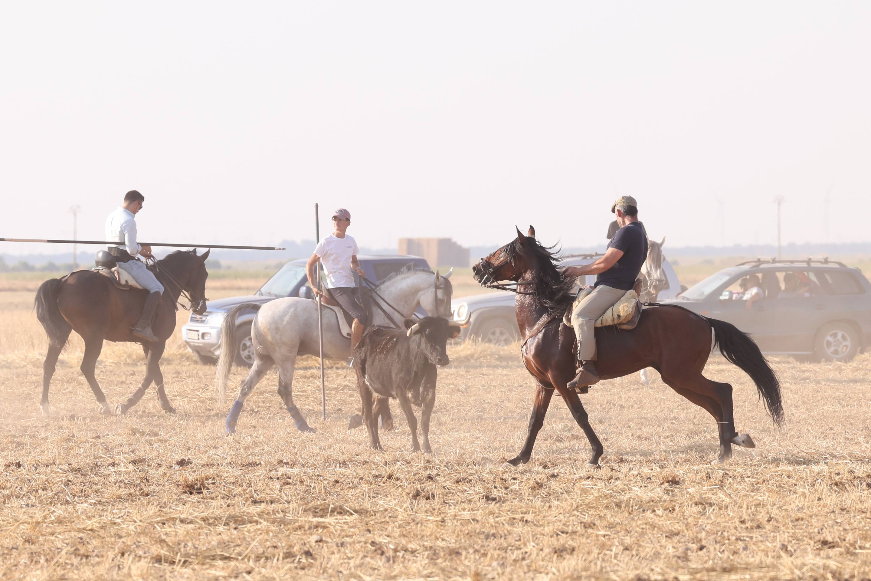 Las imágenes del encierro campero de Ciguñuela