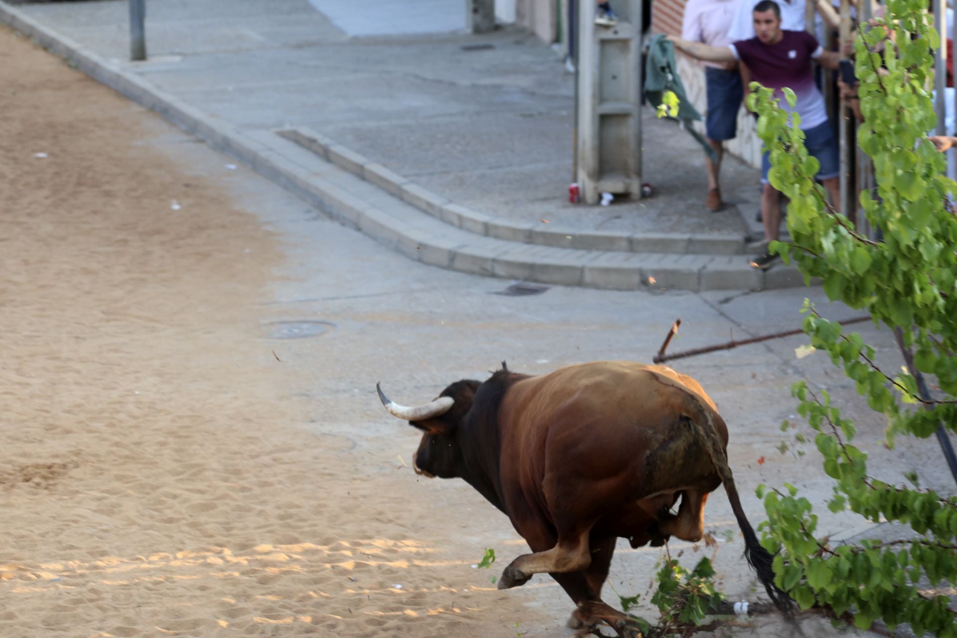 El encierro del toro de cajón en Serrada.