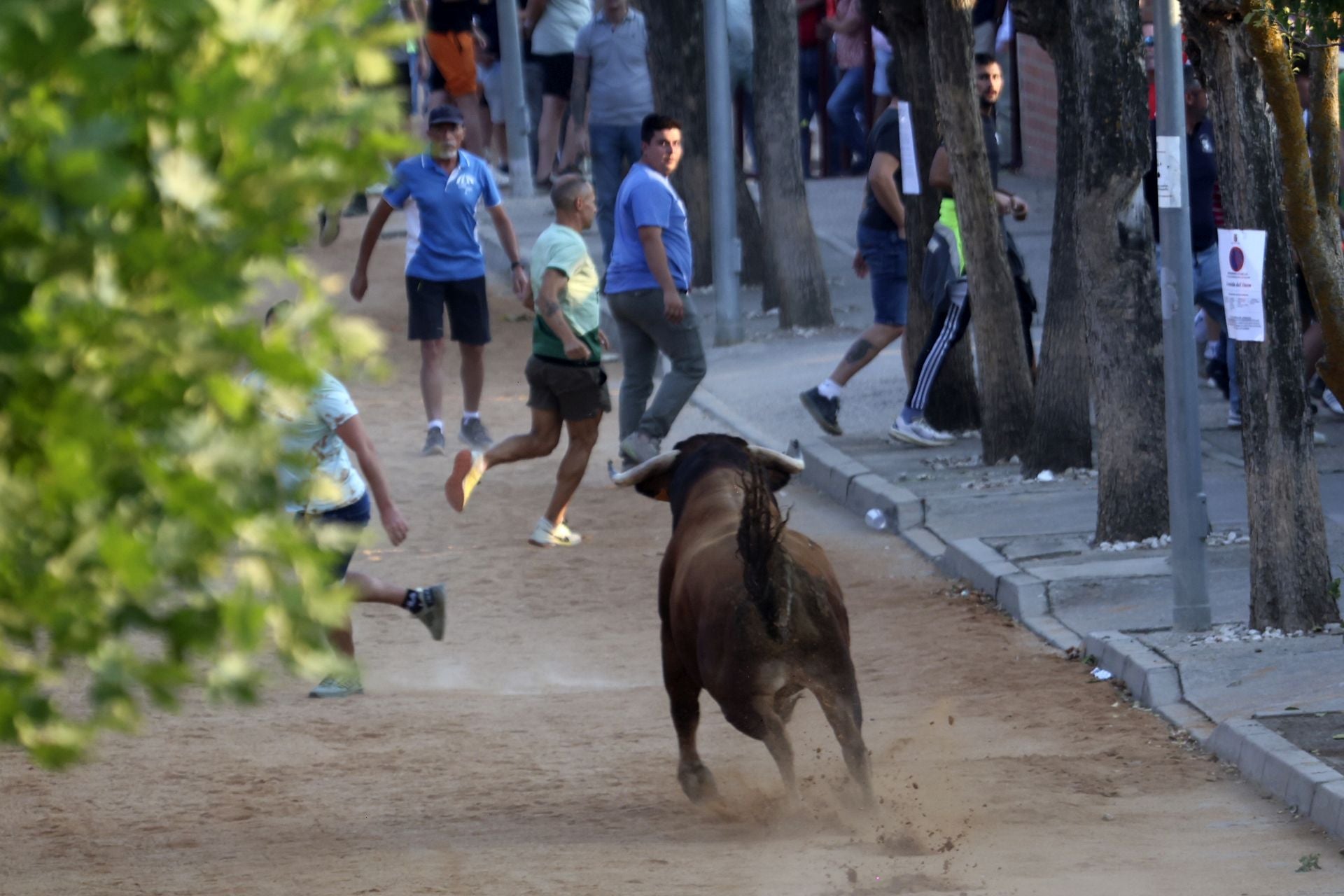 El encierro del toro de cajón en Serrada.