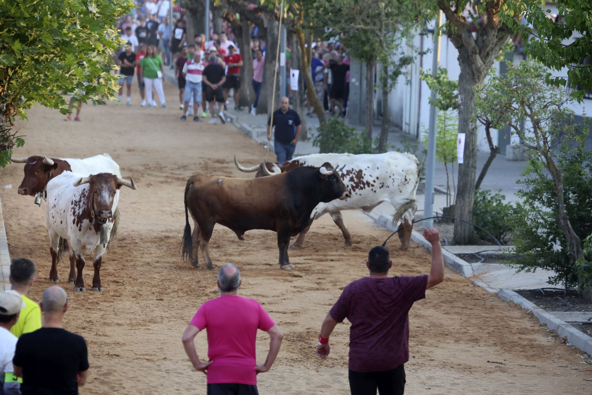 El encierro del toro de cajón en Serrada.