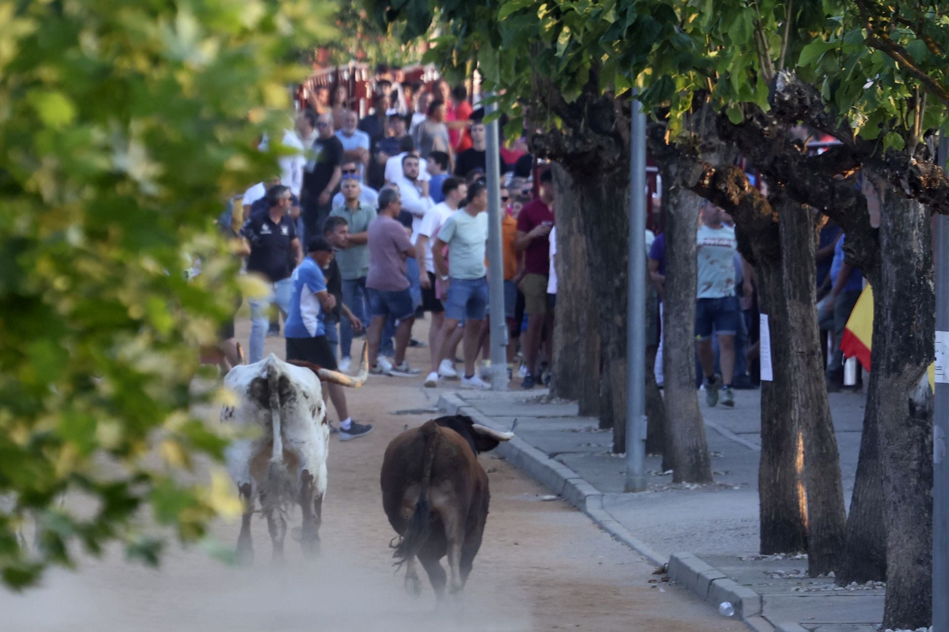 El encierro del toro de cajón en Serrada.