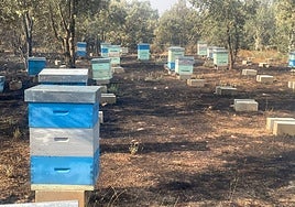 Colmenares de la zona.