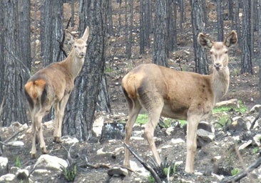 La fauna de Zamora en peligro tras los incendios: «Se reduce el refugio, el alimento y los puntos de agua»
