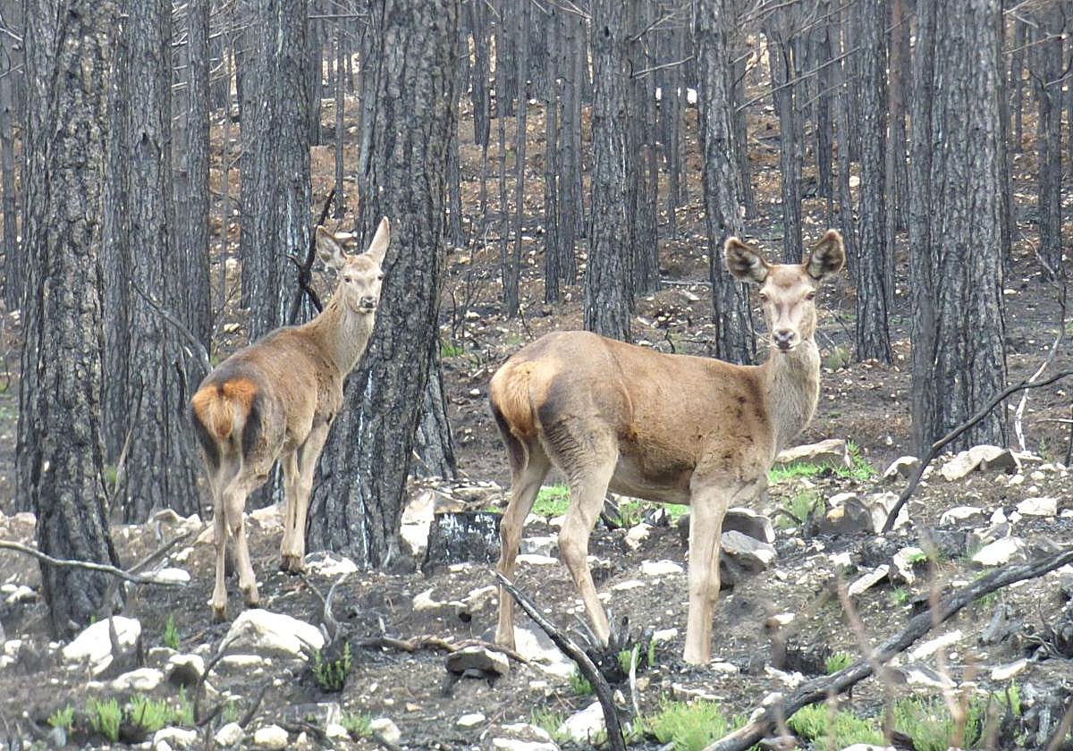 Una cierva y su cría recorren la Sierra de la Culebra tras los incendios.