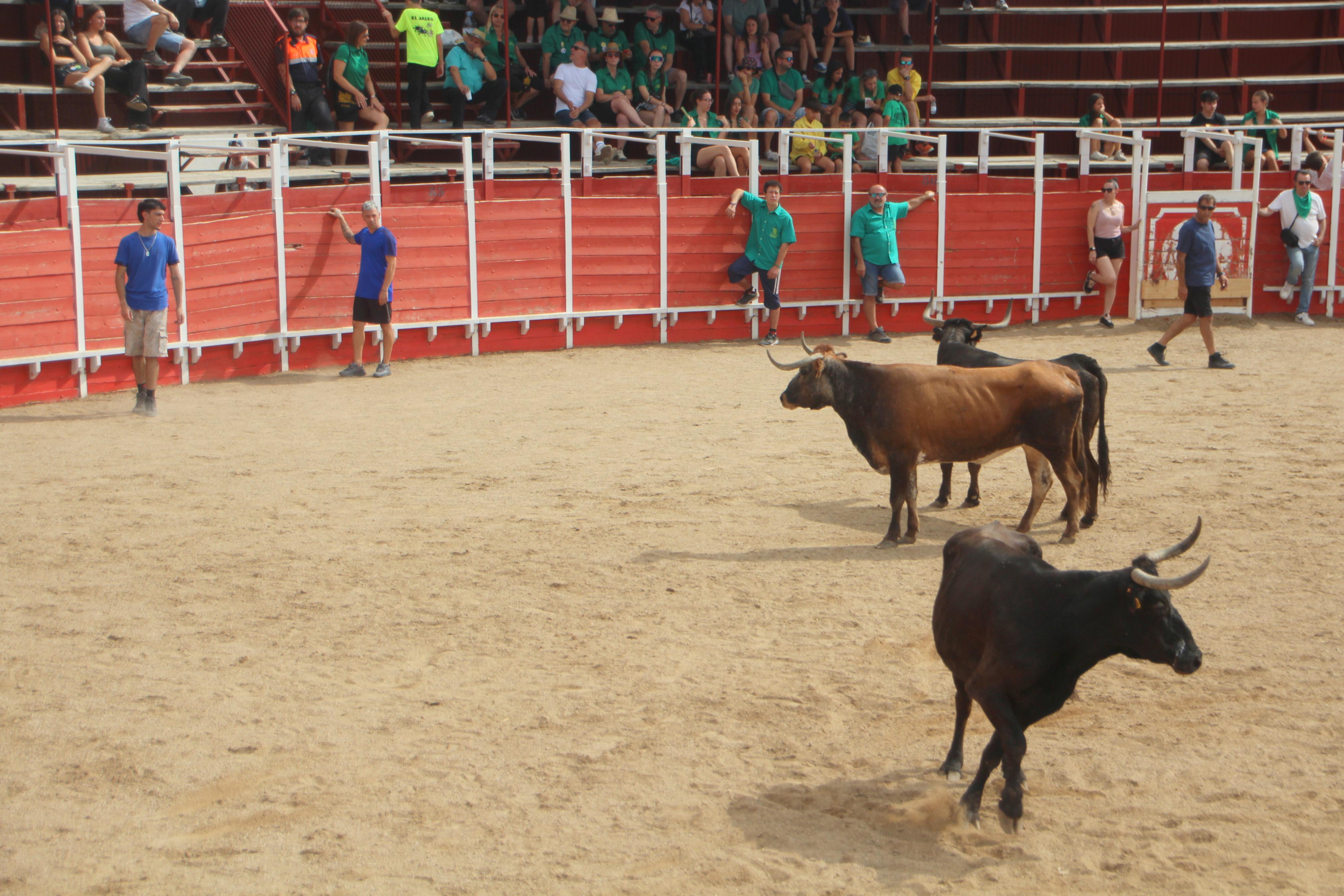 Encierros Tradicionales en Dueñas | El Norte de Castilla