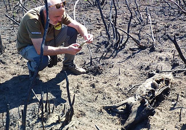 Javier Talegón capta a un jabalí después de los incendios de 2022.