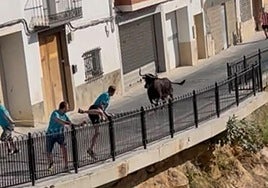Demostración de la vaca enmaromada este domingo junto al barranco de Chiva