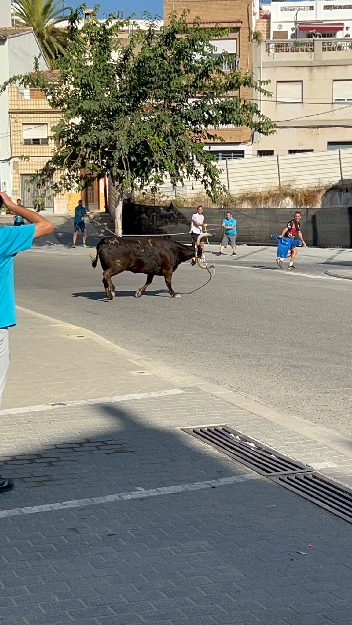La vaca enmaromada y las jijas de Palazuelo de vedija triunfan en Chiva