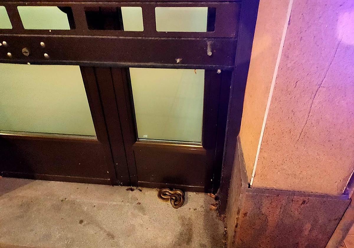 La culebra, en la puerta de un estanlecimiento, antes de que la recogieran los agentes.