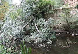 Árboles sobre el río Eresma este lunes por la mañana.
