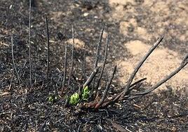 Efectos del incendio iniciado en la localidad de Yeres (León), y que ha afectado al paraje de Las Médulas.