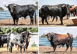 Los astados para el festejo: Artesano (Ribera de Campocerrado), Sereno (Cantoblanco), Jaramillo (Vellosino) y Sultán (Ribera de Campocerrado).