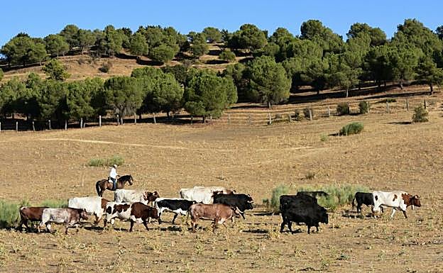 Astados hermanados con los cabestros durante su estancia en la finca Carmona.