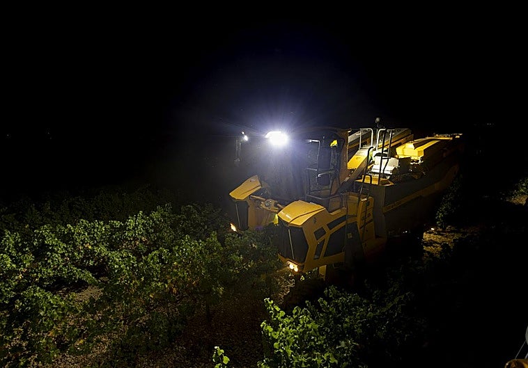 Vendimia nocturna en la Denominación de Origen de Rueda, el lunes.