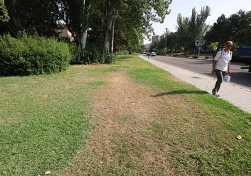 Hongos, estrés y raíces destructoras: así han sobrevivido las zonas verdes a la ola de calor