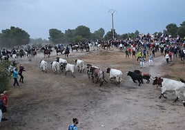 Salida de los astados de los corrales en un encierro el año pasado
