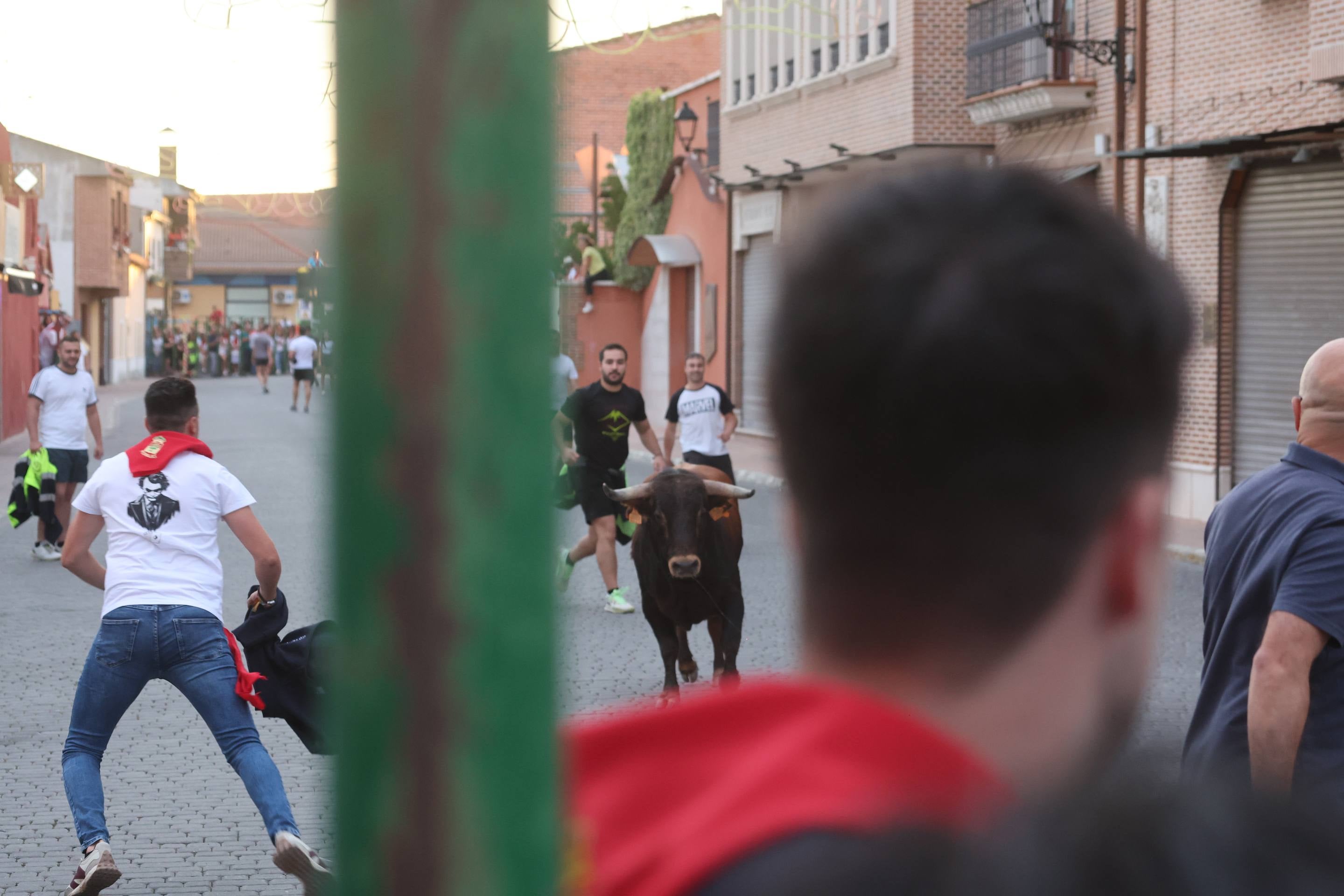 Las imágenes del encierro en Pedrajas de San Esteban