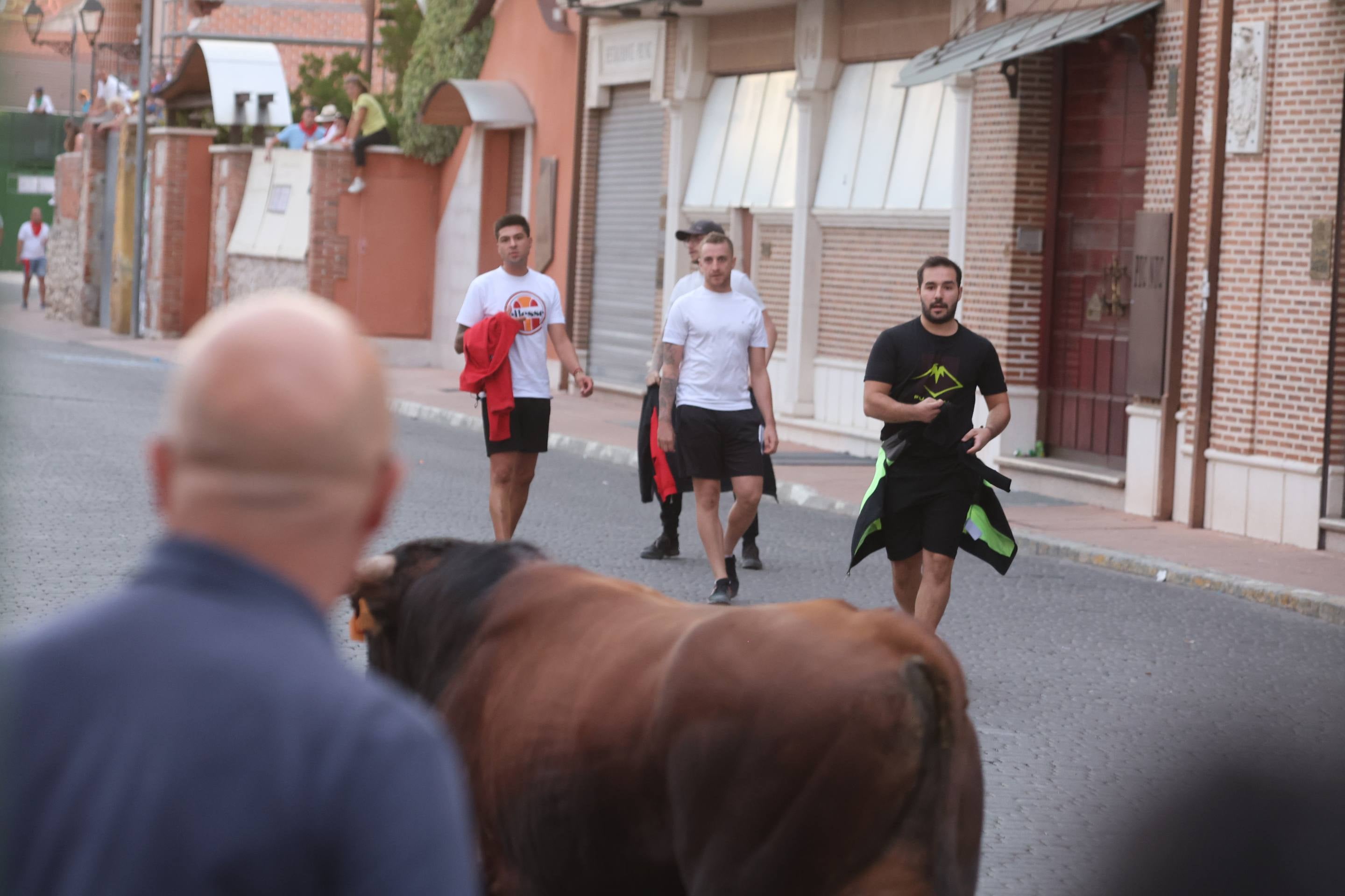 Las imágenes del encierro en Pedrajas de San Esteban
