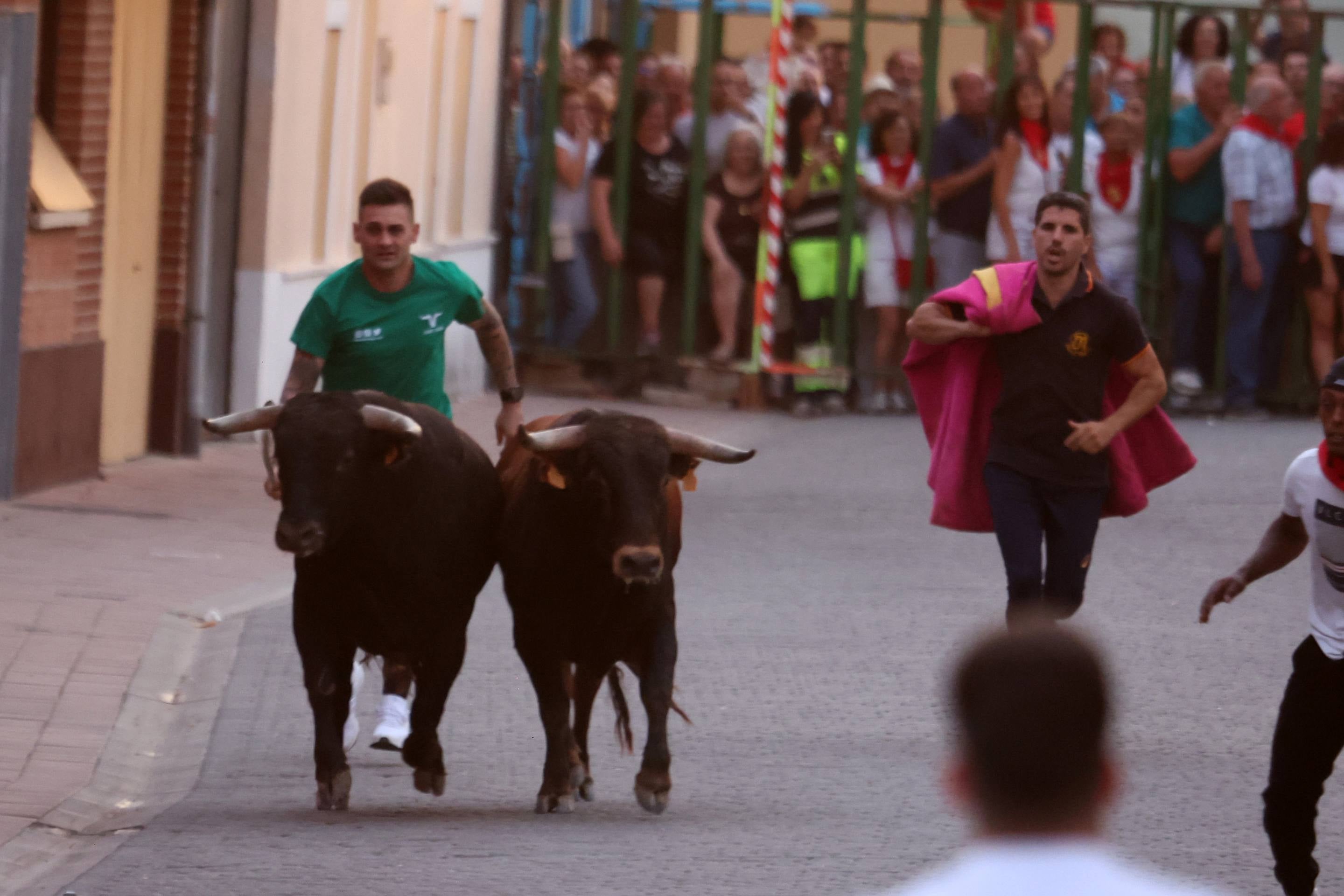 Las imágenes del encierro en Pedrajas de San Esteban