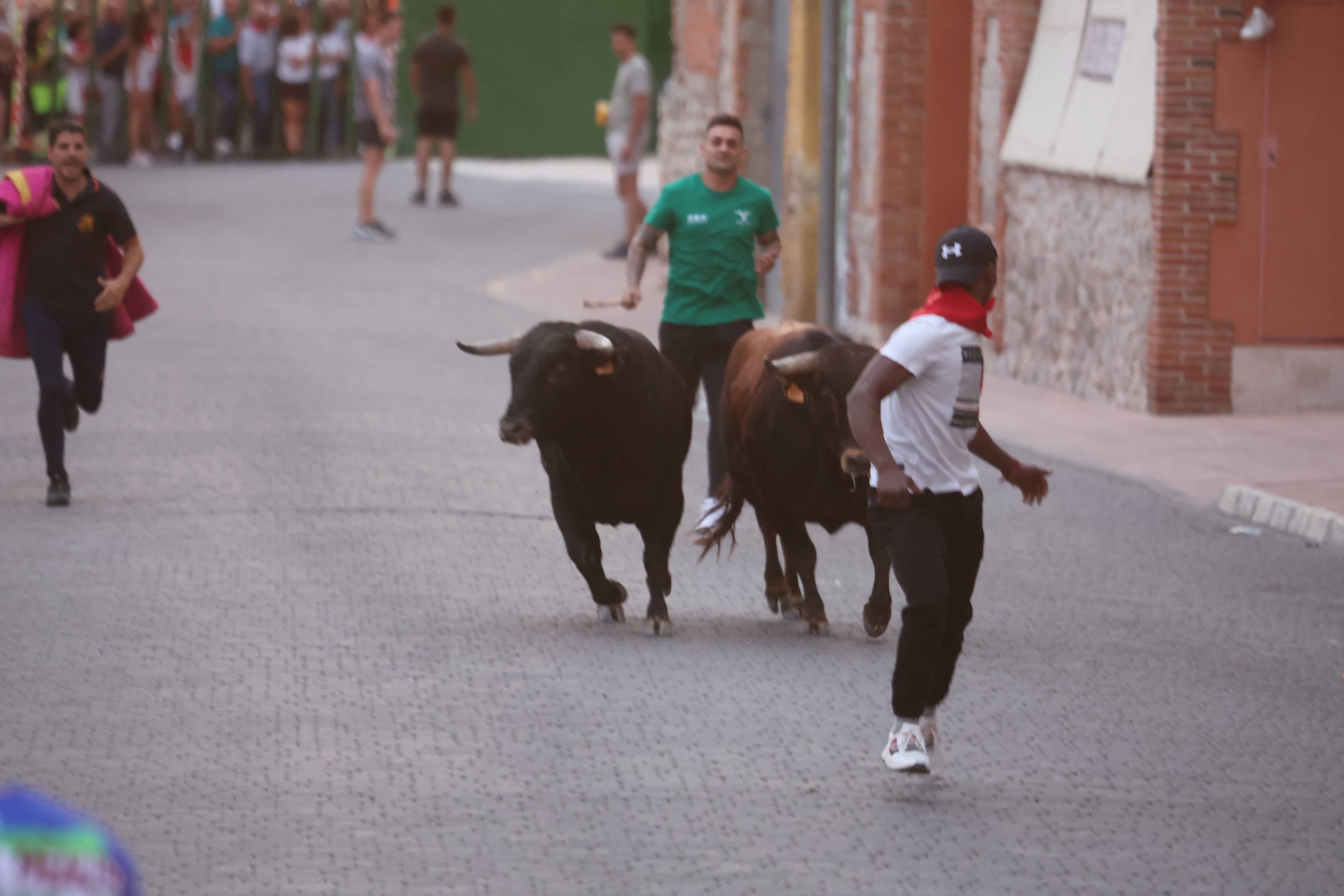 Las imágenes del encierro en Pedrajas de San Esteban