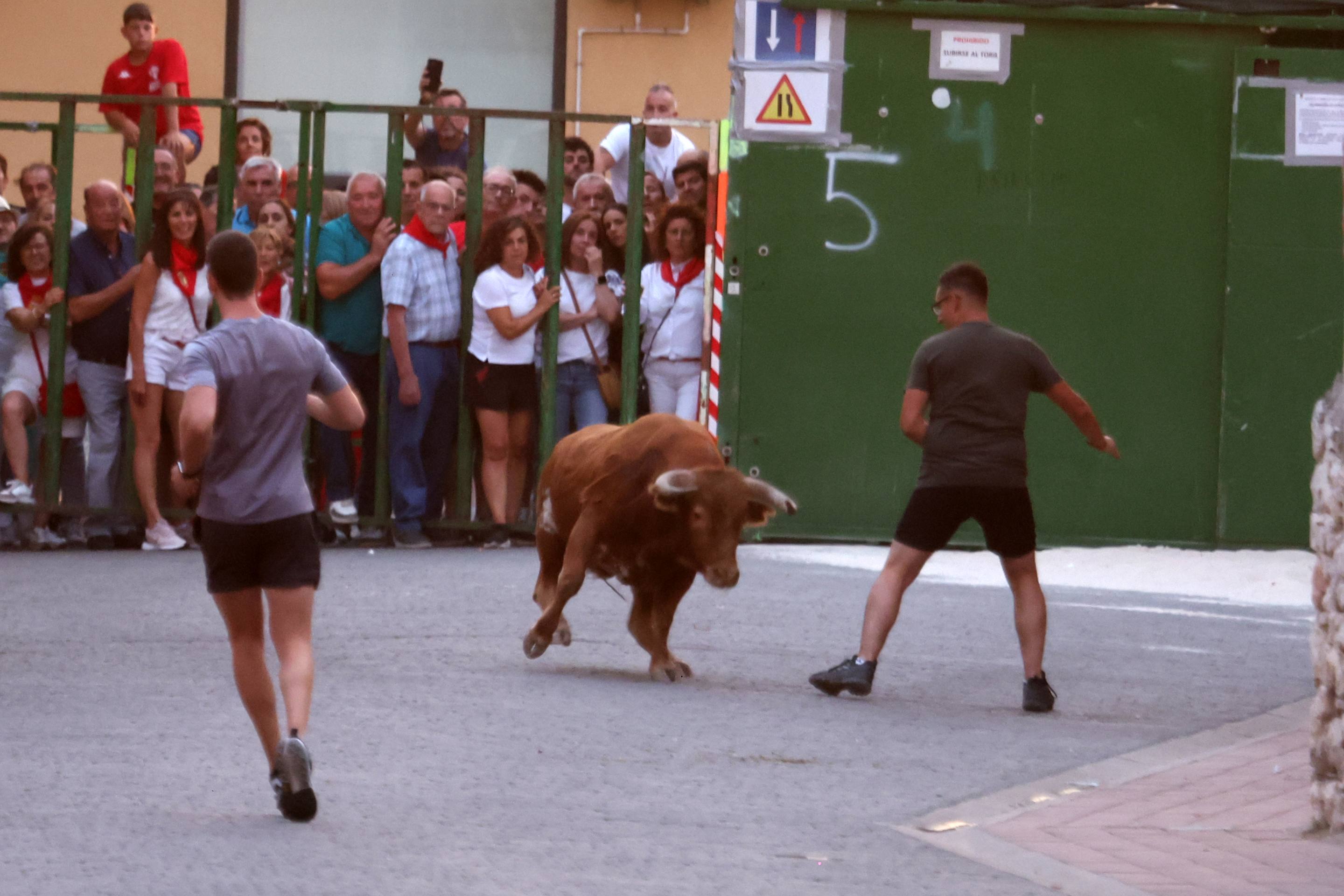 Las imágenes del encierro en Pedrajas de San Esteban