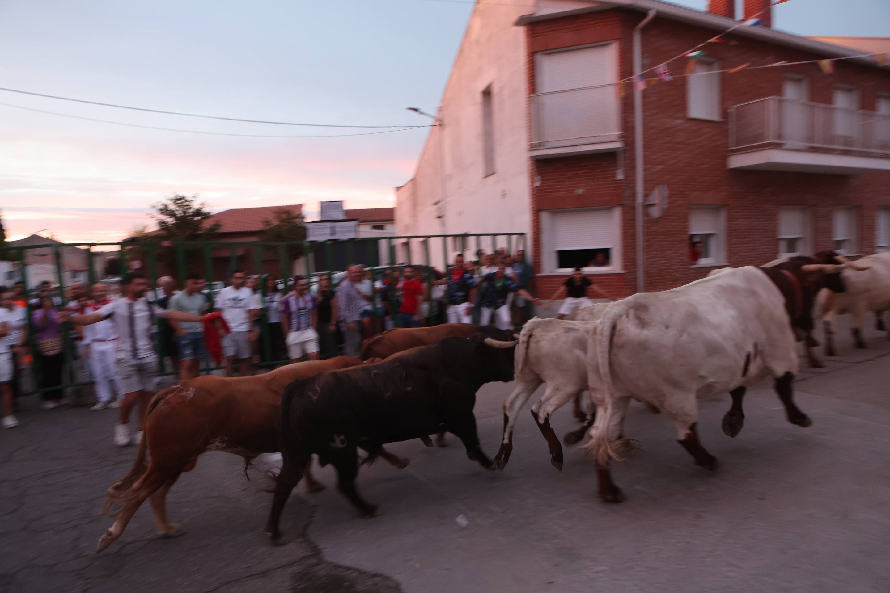 Las imágenes del encierro en Pedrajas de San Esteban