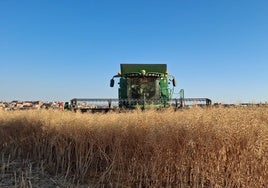 Labores de cosecha de colza en la provincia de Zamora.