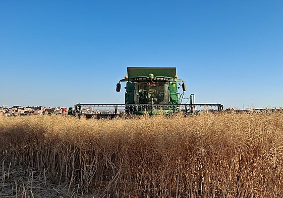 Labores de cosecha de colza en la provincia de Zamora.