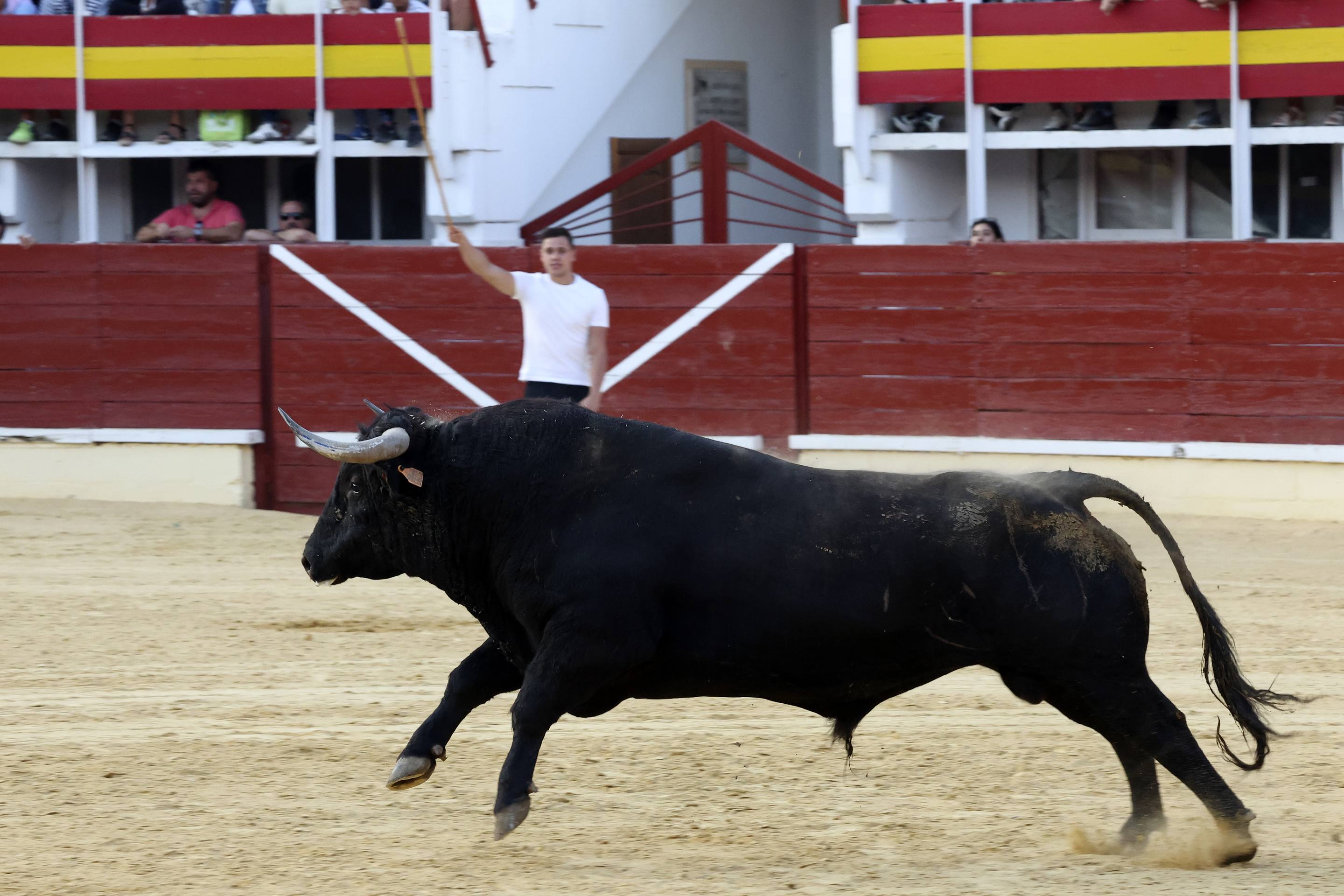 El encierro de bueyes y el desenjaule de novillos de Medina del Campo, en imágenes