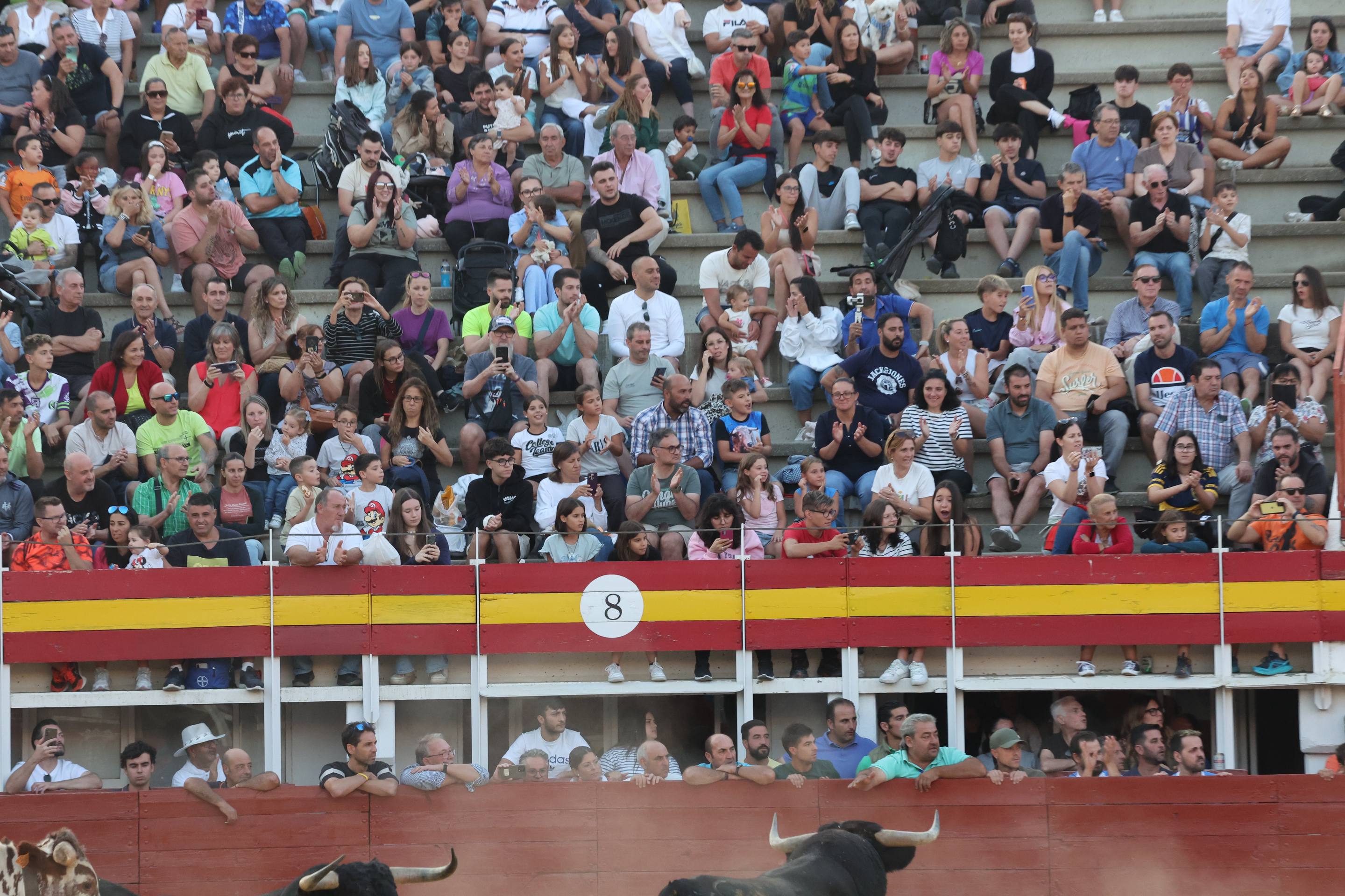 El encierro de bueyes y el desenjaule de novillos de Medina del Campo, en imágenes