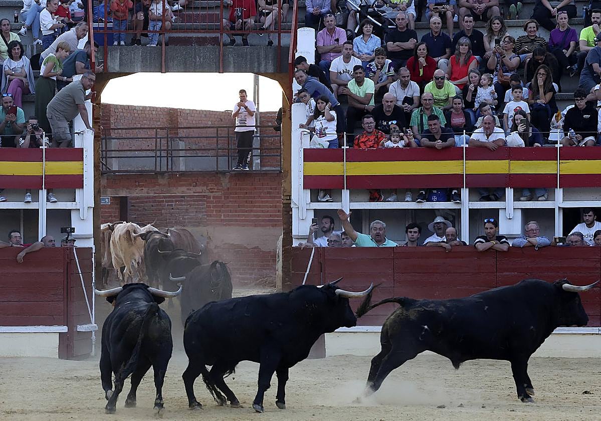 Varios astados entran a los corrales de la plaza tras salir del camión.
