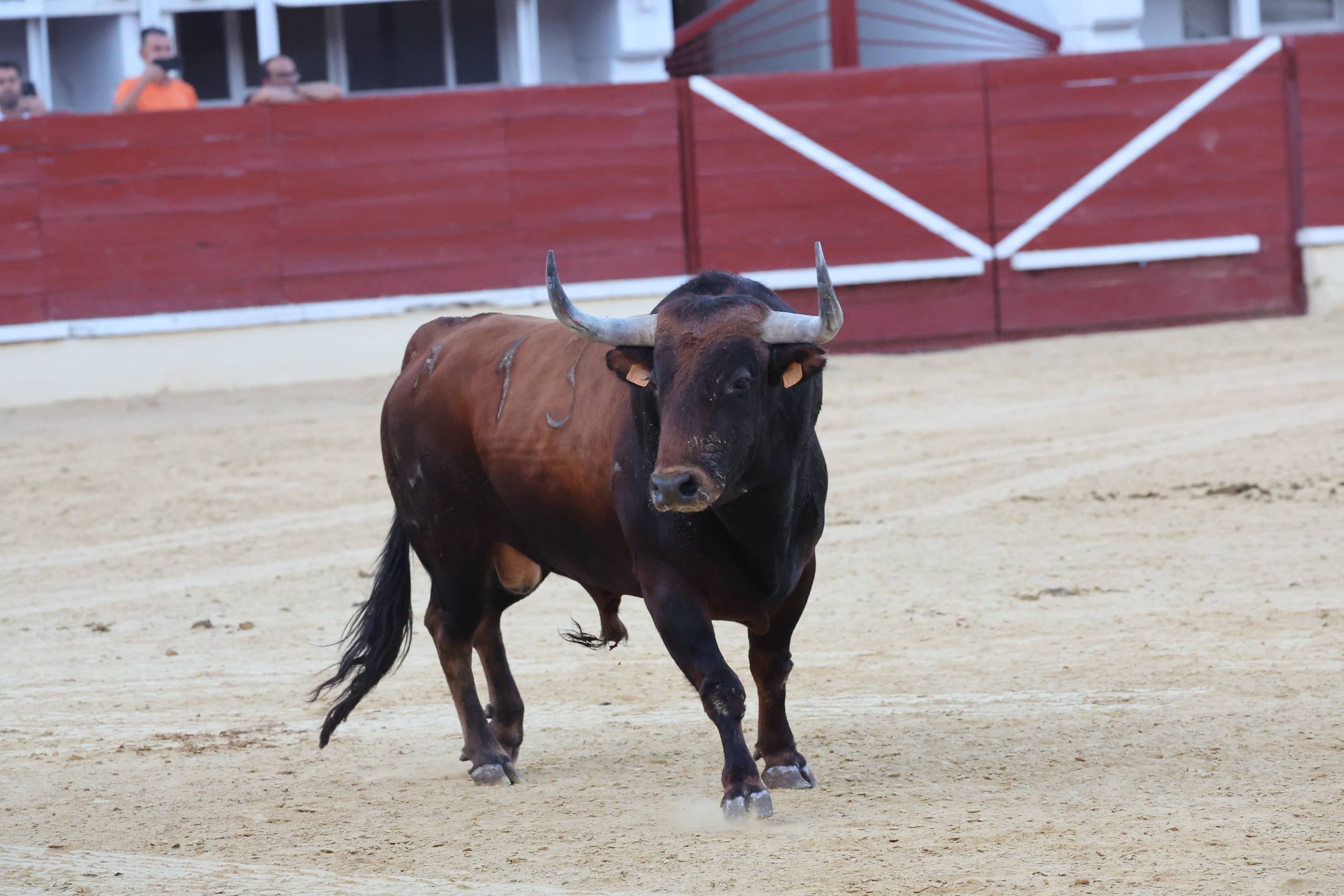 El encierro de bueyes y el desenjaule de novillos de Medina del Campo, en imágenes