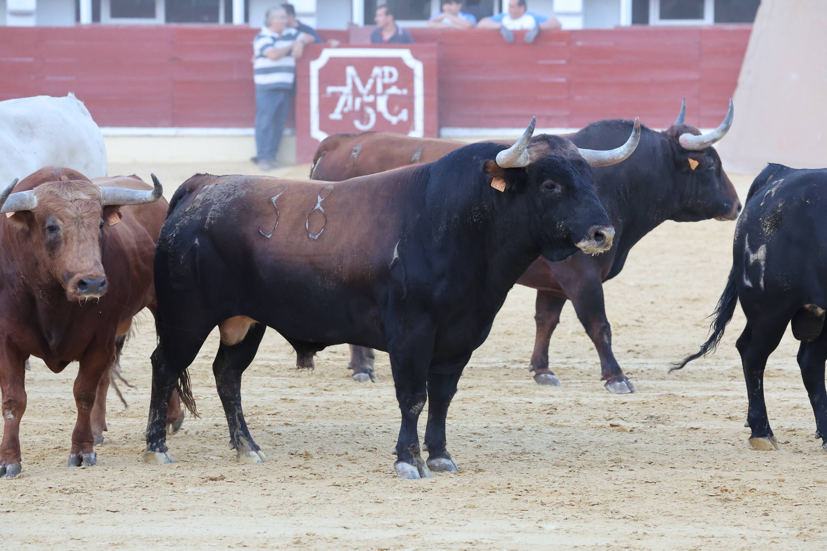 El encierro de bueyes y el desenjaule de novillos de Medina del Campo, en imágenes