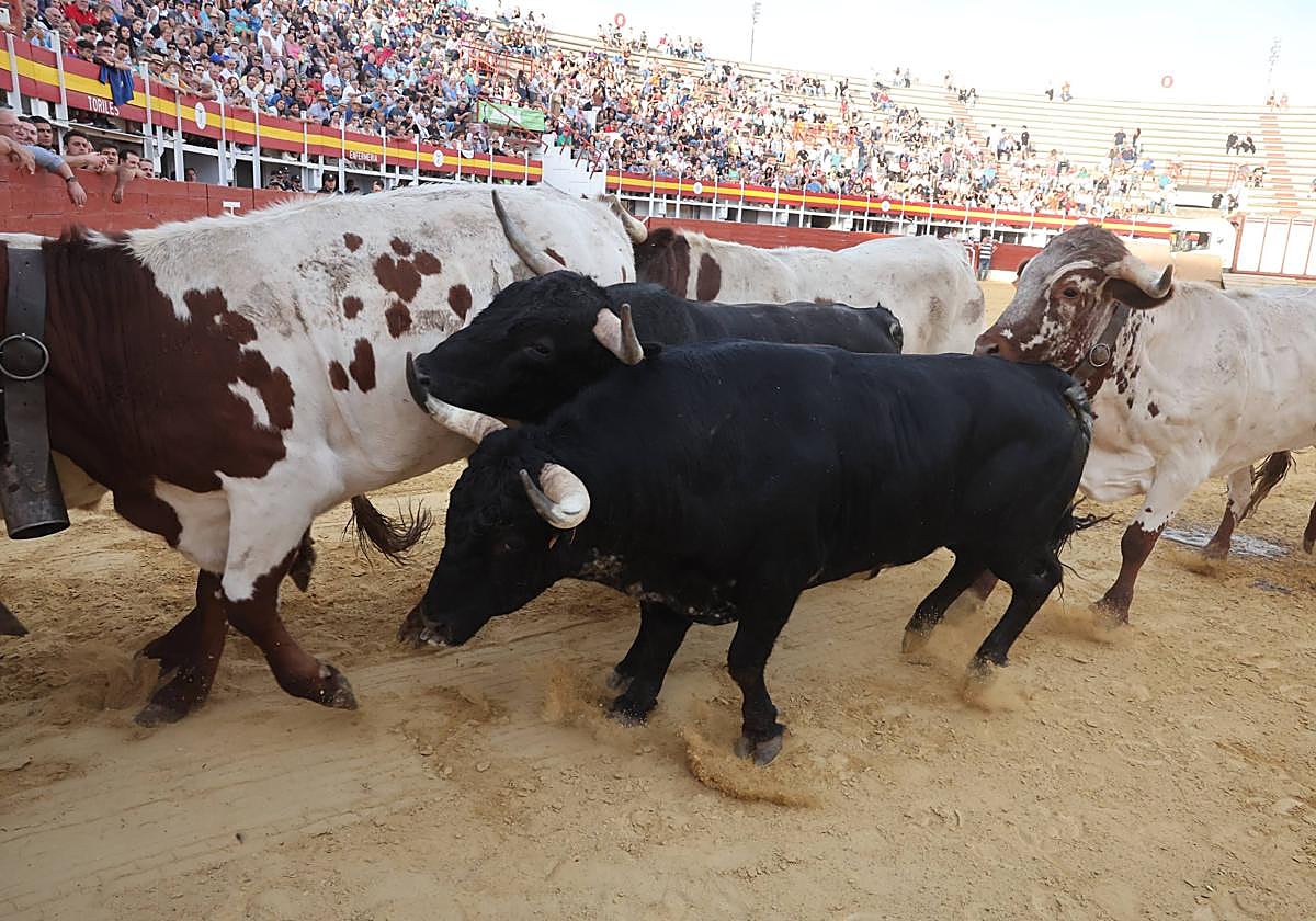 El encierro de bueyes y el desenjaule de novillos de Medina del Campo, en imágenes