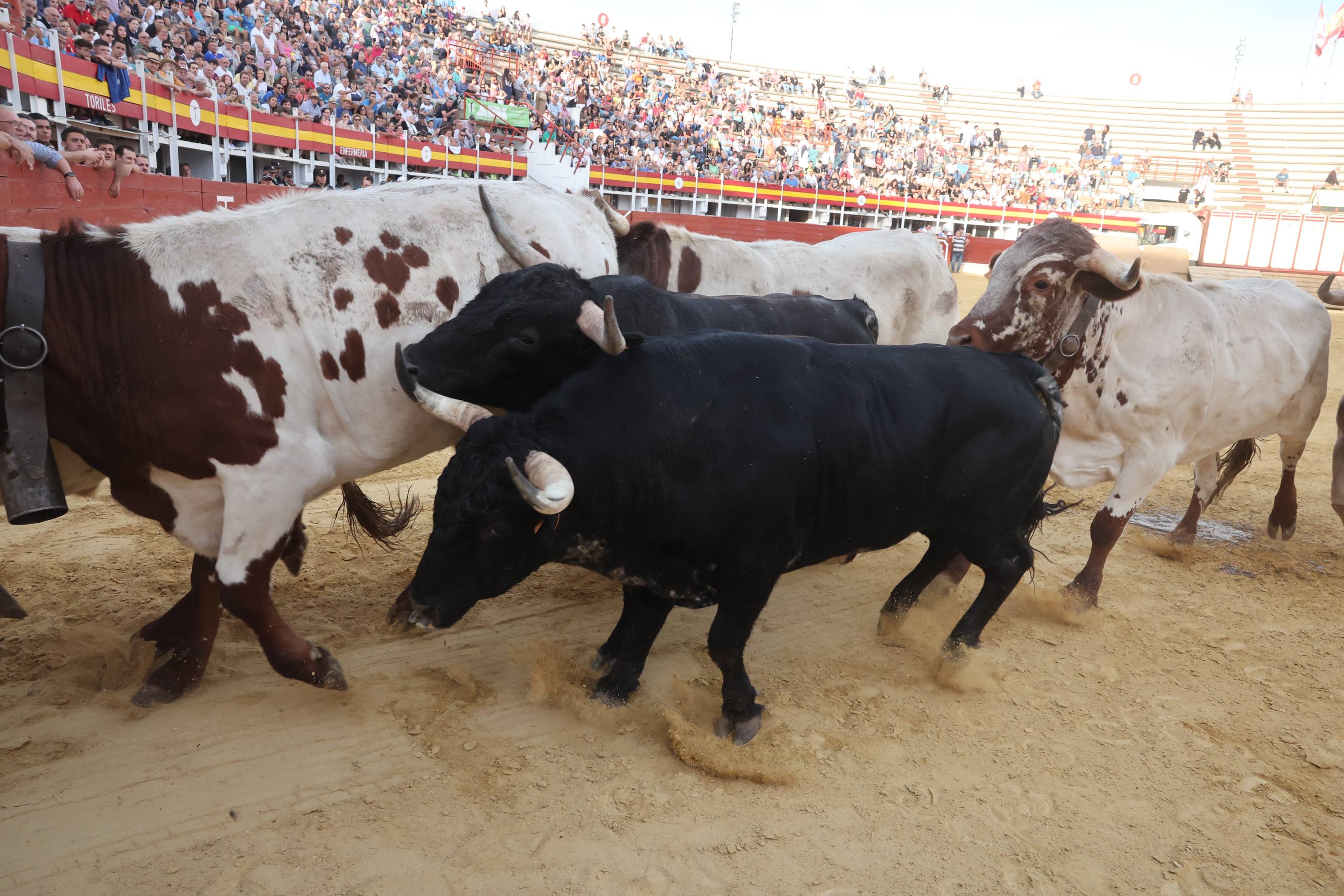 El encierro de bueyes y el desenjaule de novillos de Medina del Campo, en imágenes