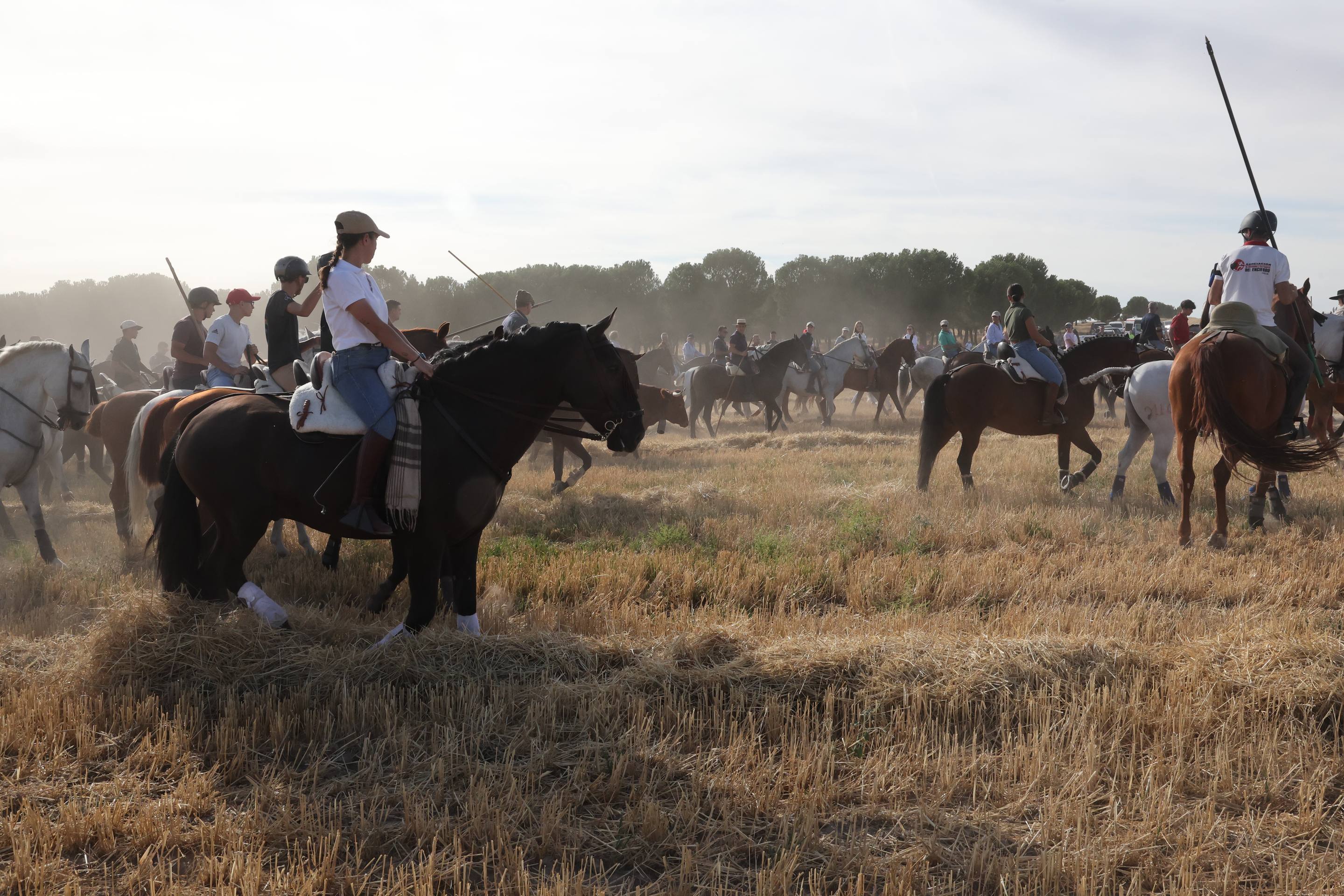 El encierro de bueyes y el desenjaule de novillos de Medina del Campo, en imágenes