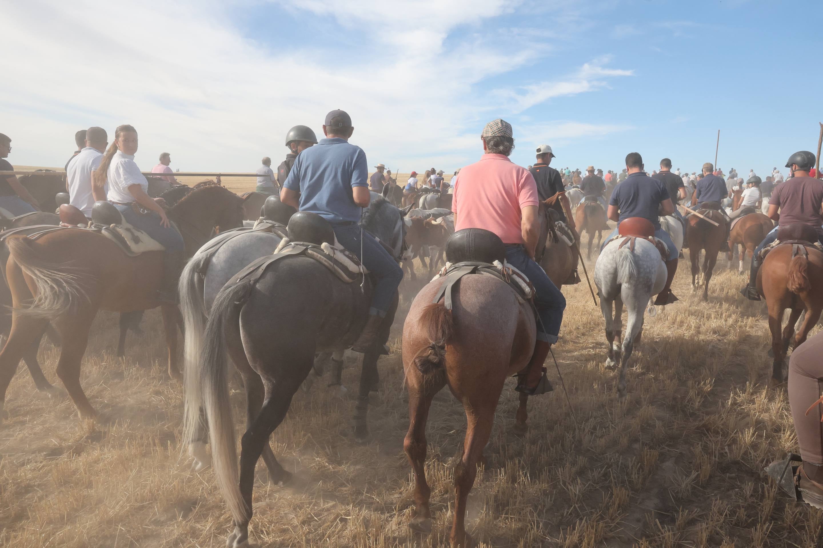 El encierro de bueyes y el desenjaule de novillos de Medina del Campo, en imágenes